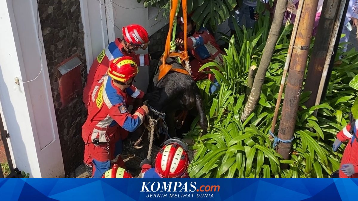 350kg Sacrificial Cow Escapes Slaughter Attempt, Trapped in 2-Metre Culvert in East Jakarta