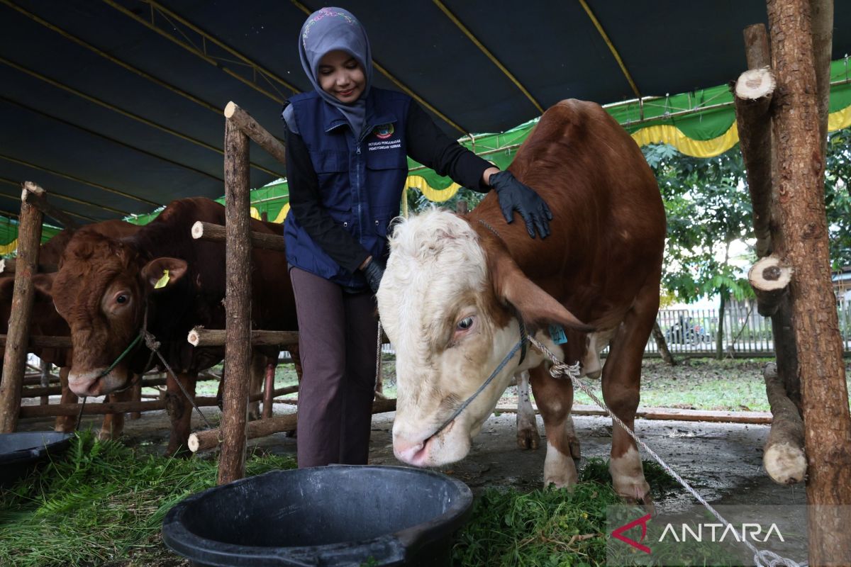 Indonesia records Eid al-Adha livestock surplus: Ministry