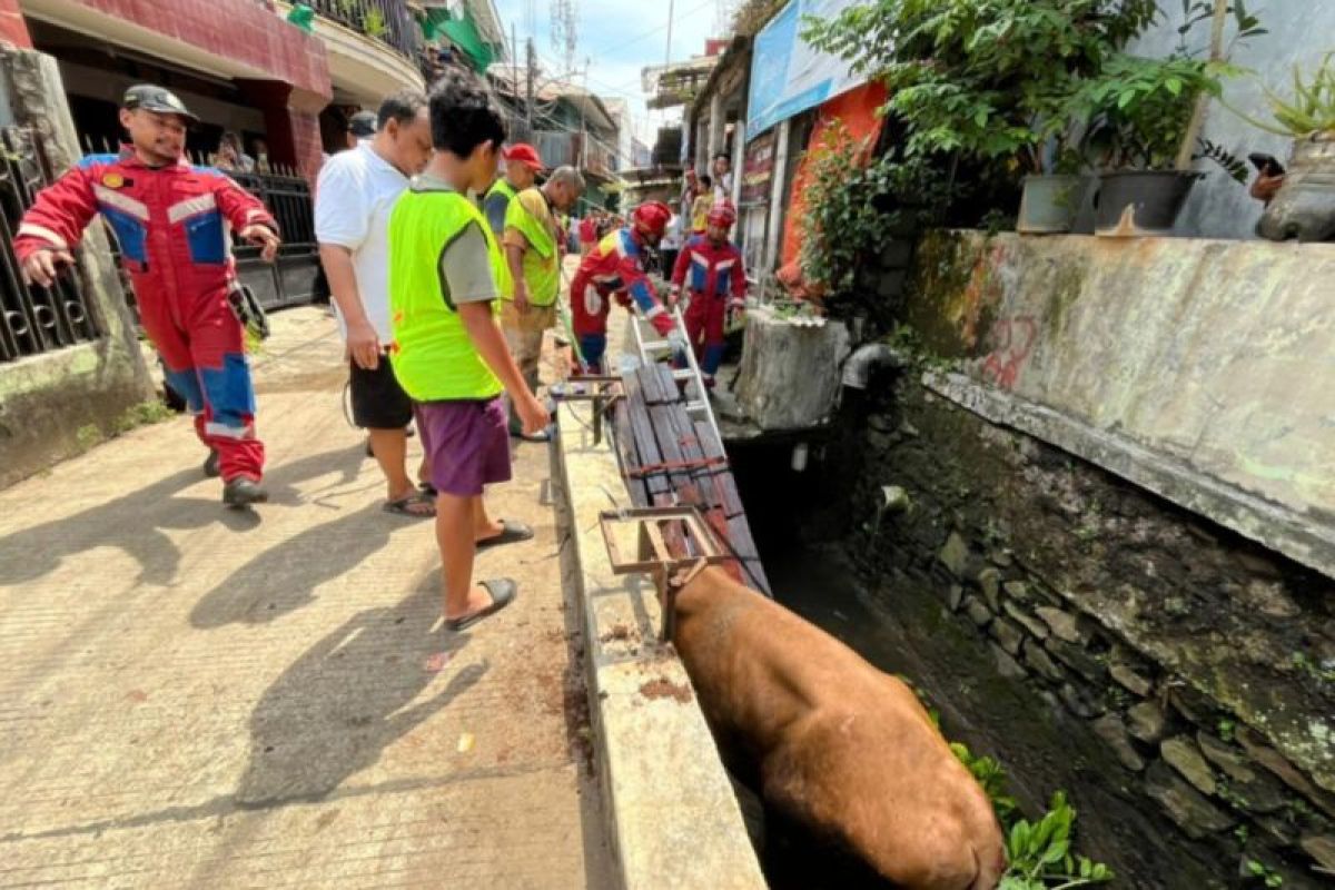 Jakarta South Fire and Rescue Service rescues sacrificial cow trapped in drainage channel