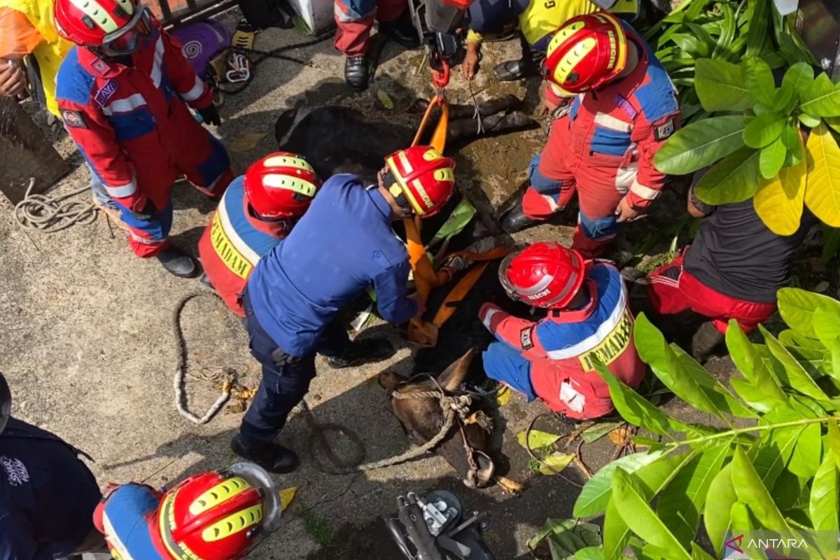 350kg sacrificial cow trapped in culvert in Pulogadung