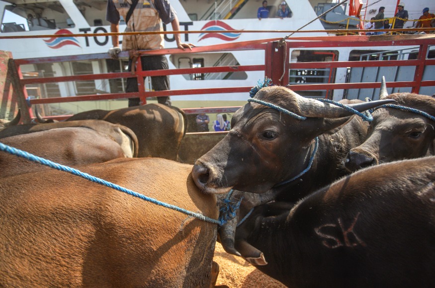 Idul Adha: Public Urged to Beware of Online Sacrificial Animal Scams