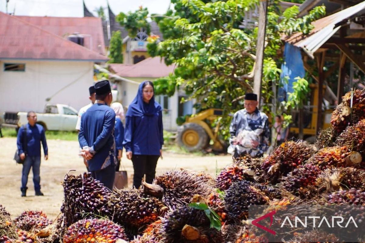 Dharmasraya Regency Government Urges Palm Oil Mills Not to Unilaterally Lower FFB Prices