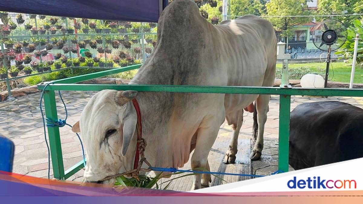 When is the Deadline for Slaughtering Sacrificial Animals? Key Timing Details