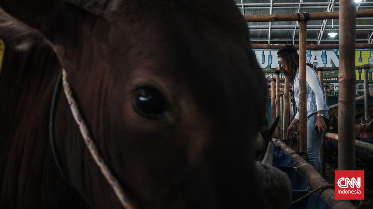 Fire Department Rescues Sacrificial Cow Trapped in Pulogadung Drain