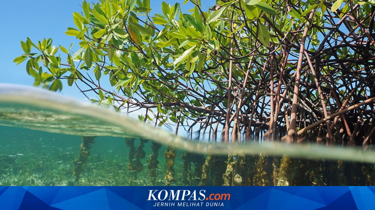 J Trust Bank Channels Green Savings Funds to Mangrove Planting Projects