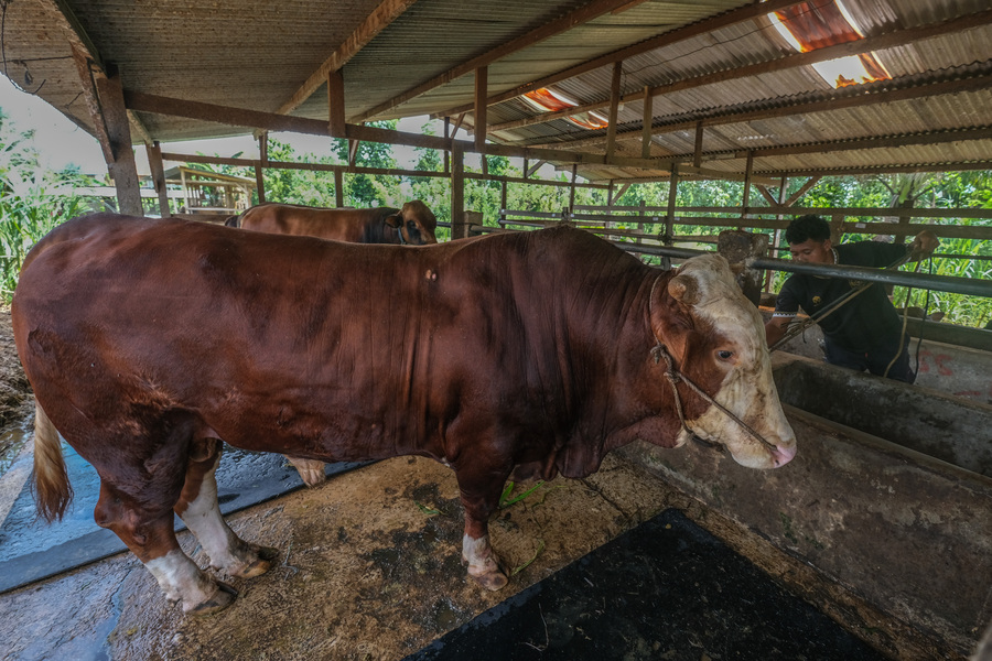 Presidential Qurbani Funded by State Budget Long Established Practice