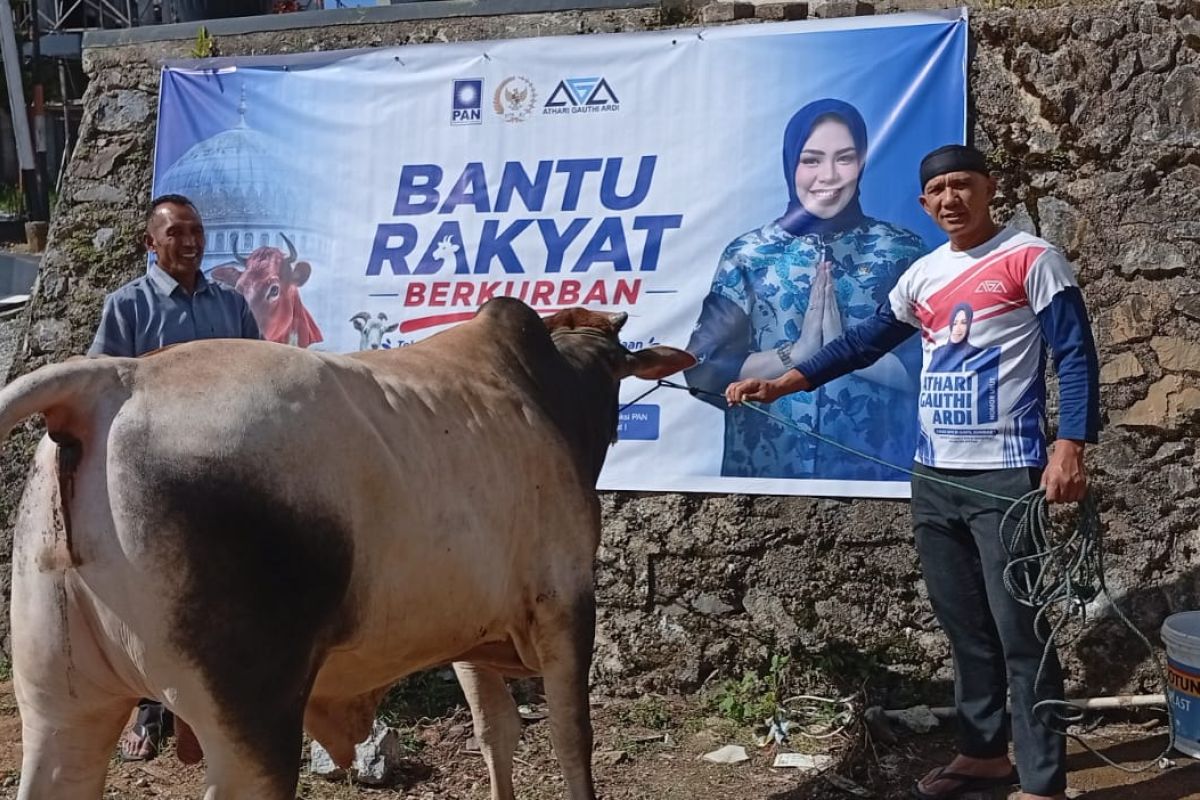 Athari distributes six sacrificial cows in West Sumatra