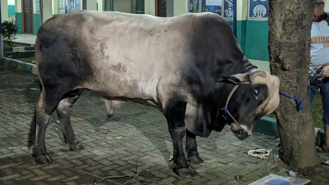 Prabowo's 850kg Qurban Cow Distributed to Hundreds of Darunnajah Students
