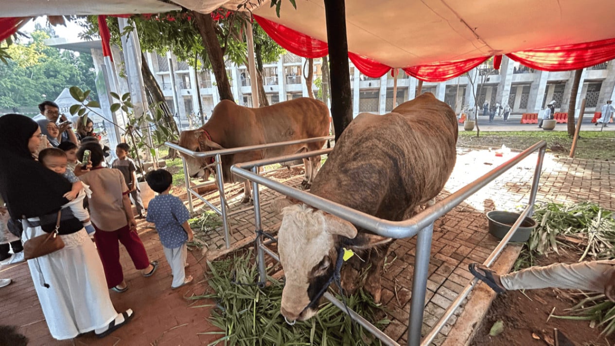 Prabowo's State Budget-Funded Sacrificial Cattle Sparks Debate, Palace Clarifies