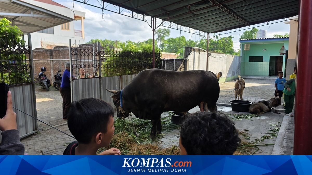 Gerindra: President’s Eid al-Adha Cattle Aid Funded by State Budget Legal, Has Been in Place Since SBY-Jokowi Era