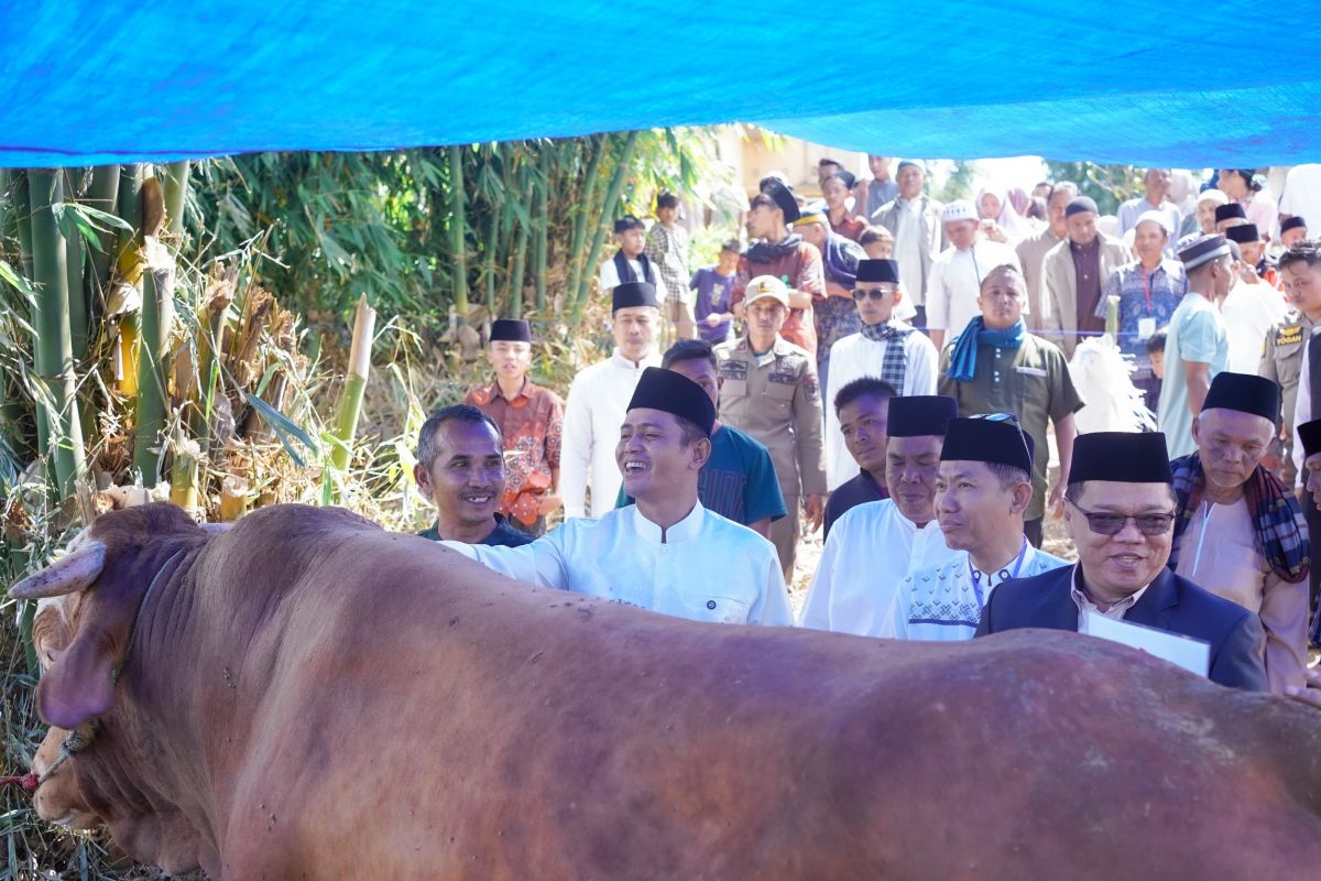 Solok Regency Slaughters 950kg Sacrificial Animal Donated by President Prabowo