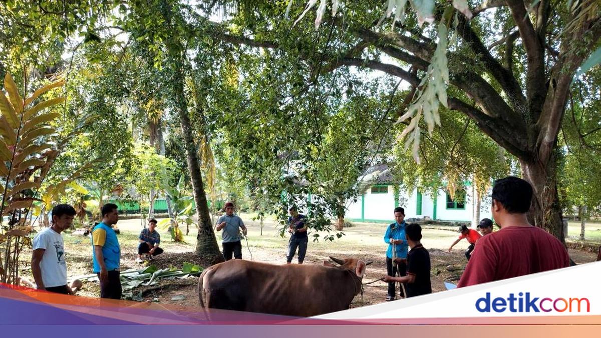 Eid al-Adha 1447 AH: Kemensos Distributes 295 Sacrificial Animals