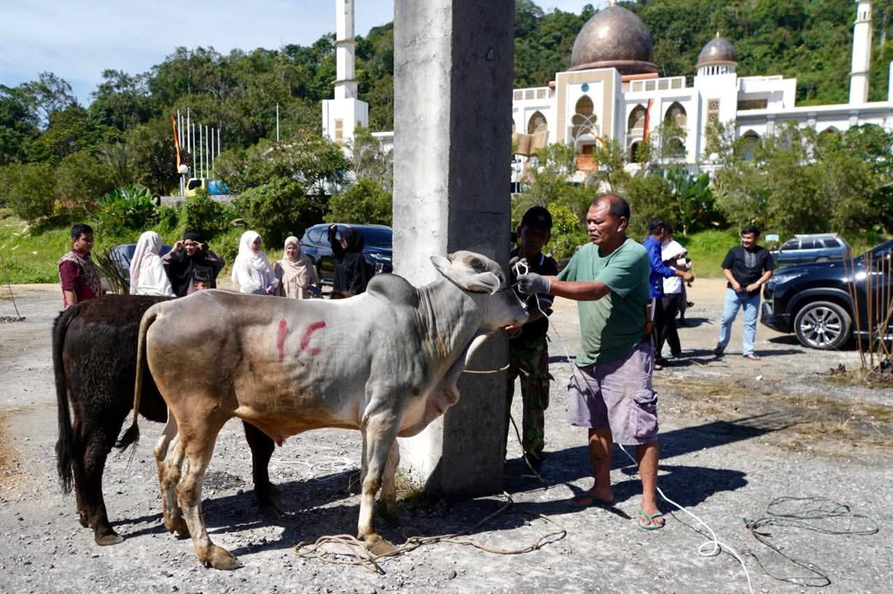 Nine Cows Slaughtered for Qurban at Padang Panjang Islamic Centre, Meat Distributed to Community