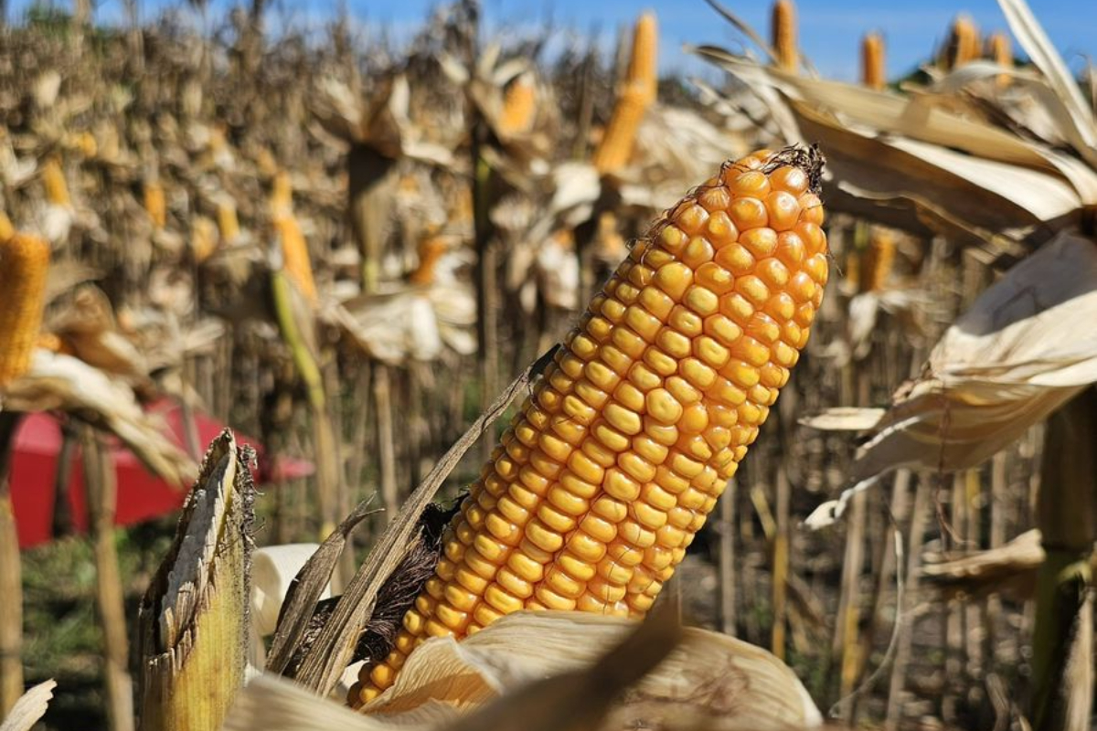 National Corn Production Strengthens as 100 Tonnes of Bengkayang Corn Exported to Malaysia