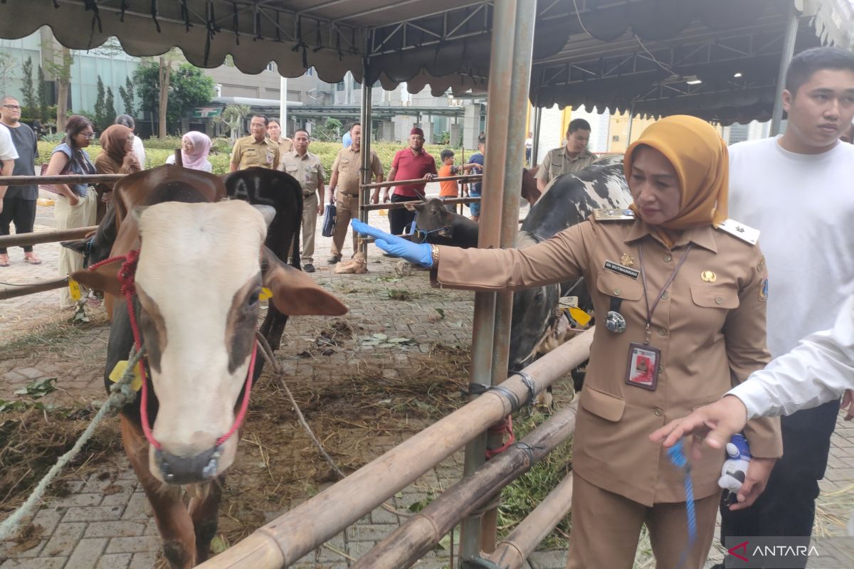 West Jakarta City Government collects 78 sacrificial animals for distribution