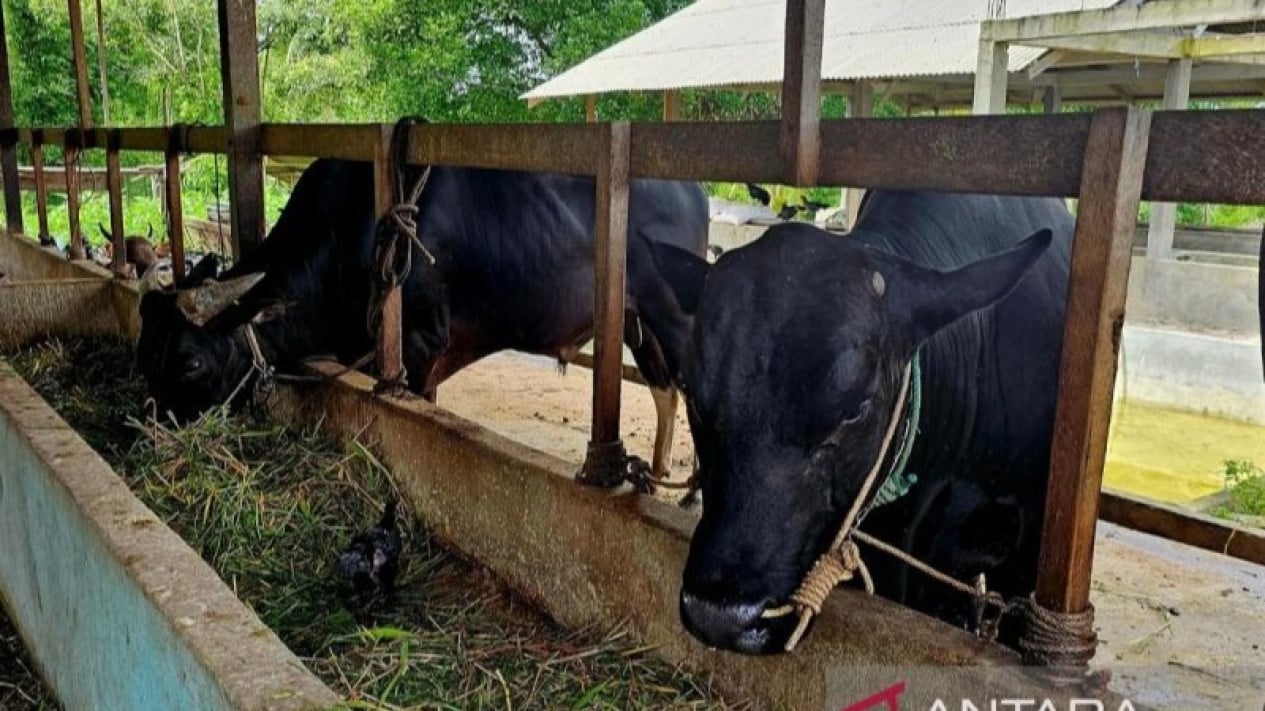 Cabinet Secretary Teddy buys 35 sacrificial cows from Boyolali farmers averaging one ton each