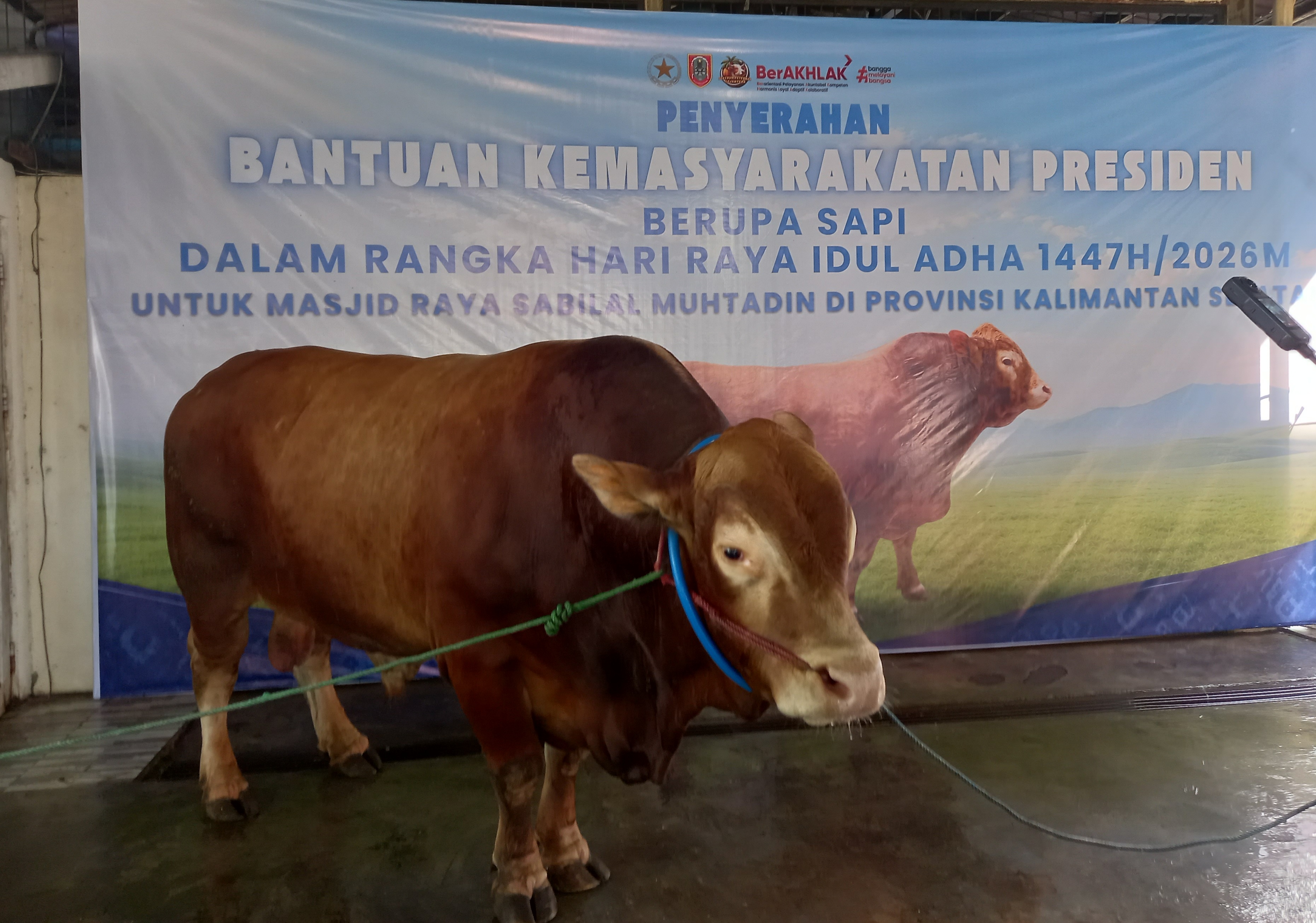 South Kalimantan's Sacrificial Animal Consumption Reaches 17,000 Heads