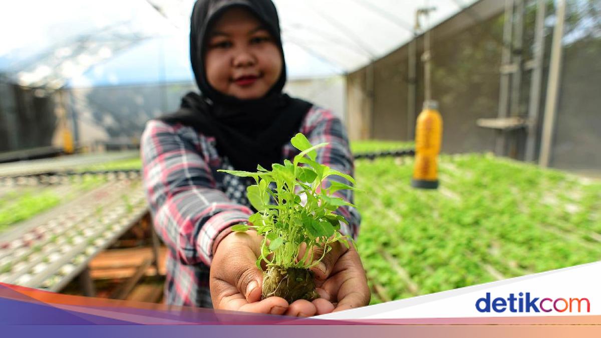 Save Money and Stay Healthy: Home-Grown Vegetables for Weekly Harvests