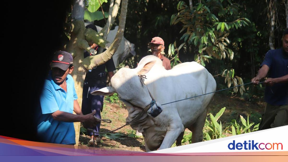 Wawan's Struggles as Sacrificial Cow Runs Wild at Janturan Mosque in Yogyakarta