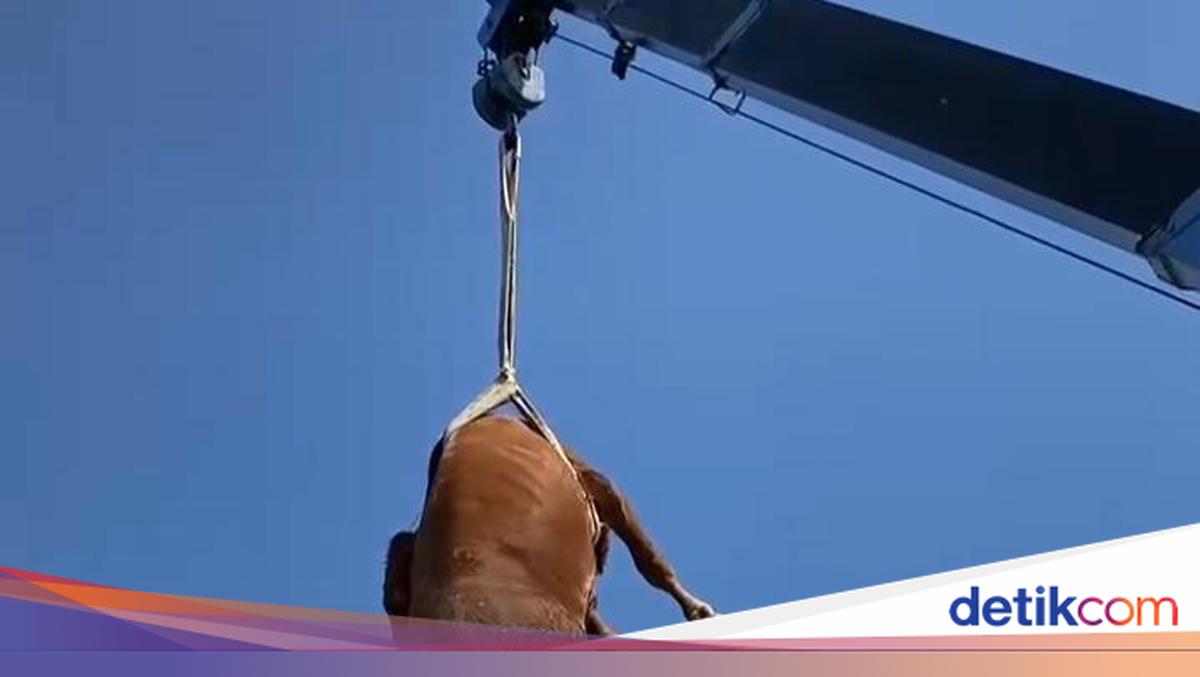 Unusual Tales of Sacrificial Animals During Idul Adha