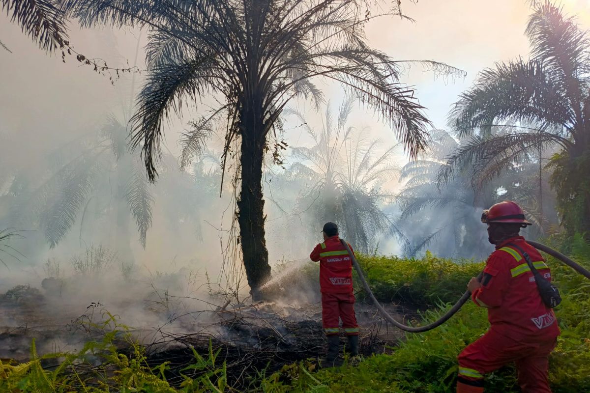 Manggala Agni battles 20-hectare forest and land fire in Siak, Riau