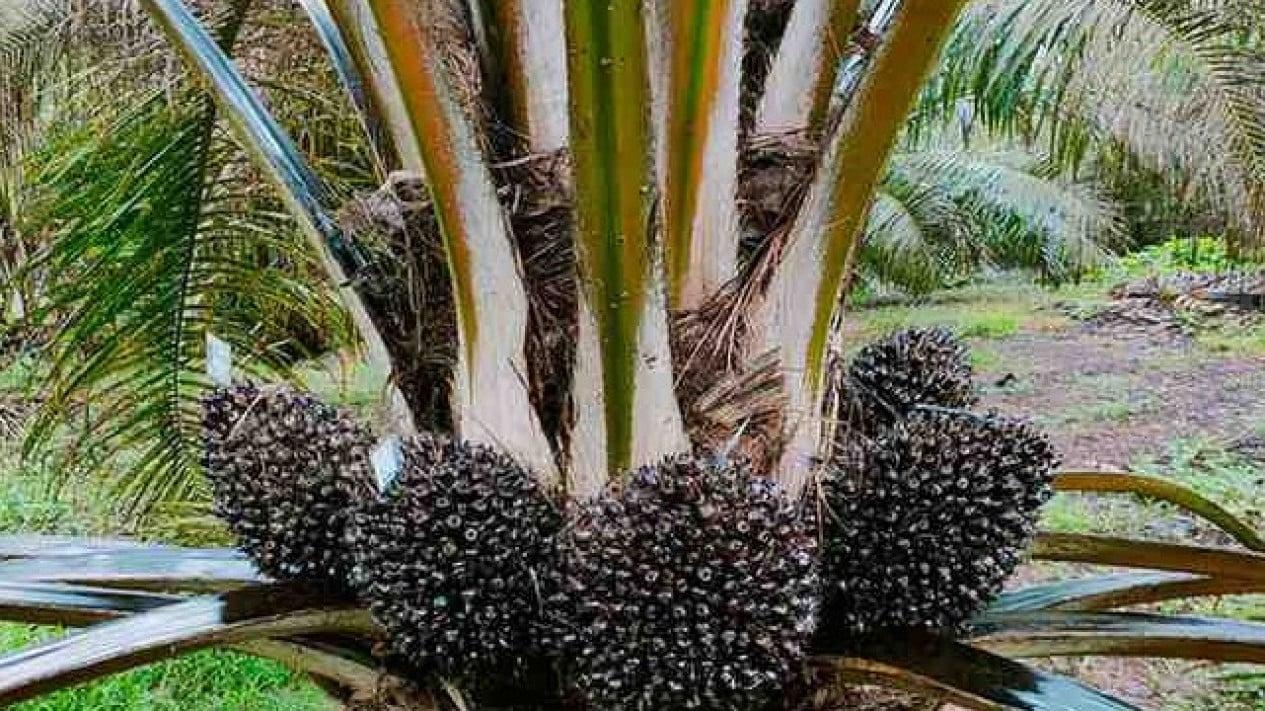 Palm Oil Waste to Replace LPG as BRIN and PalmCo Develop Bio-CBG