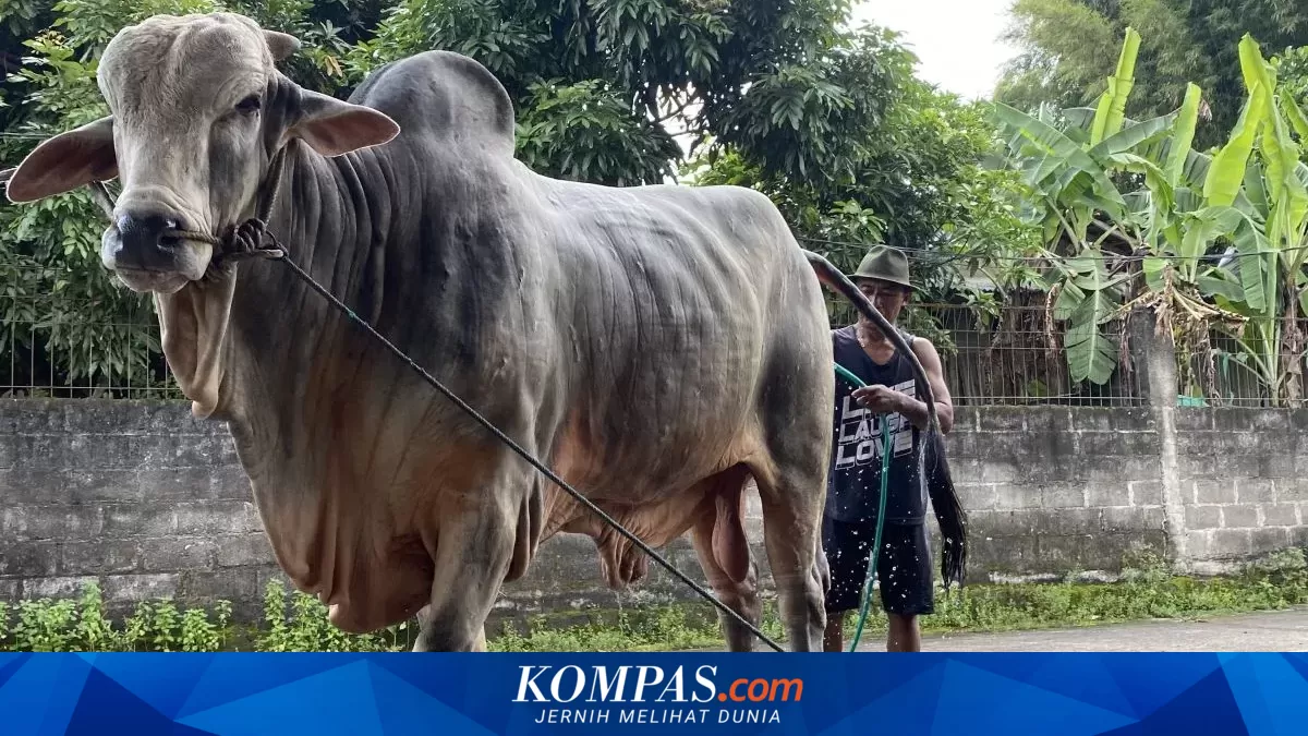 Presidential Palace and MUI Address Prabowo's 1,098 State-Funded Sacrificial Cows