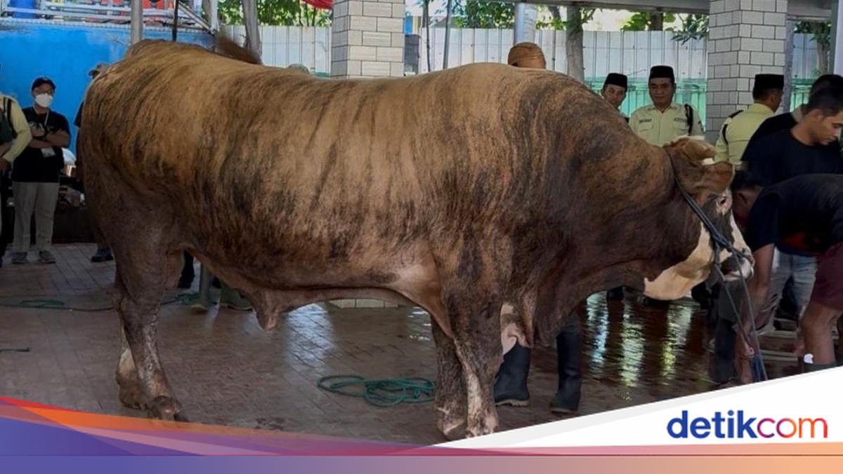 Istiqlal Slaughters 78 Sacrificial Animals Today, Including Cows Donated by Prabowo and Gibran