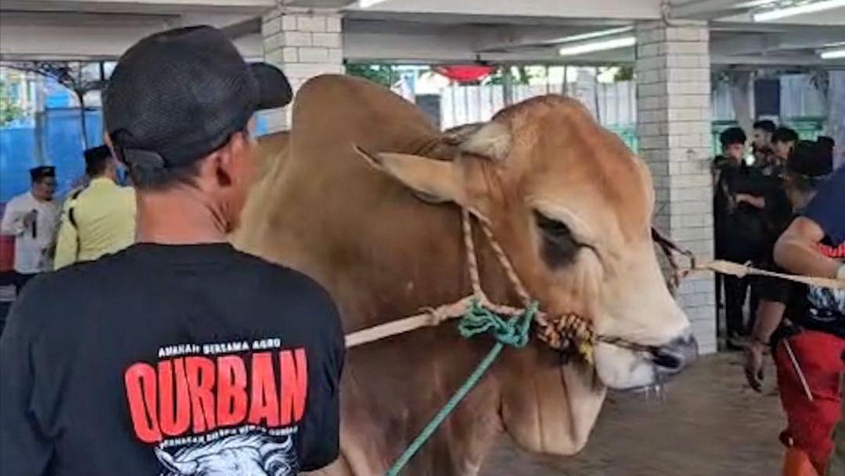 Prabowo and Gibran's Sacrificial Cattle Slaughtered at Istiqlal Mosque This Morning