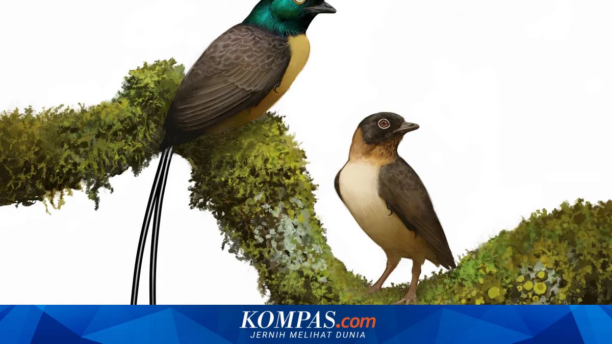 Introducing Plumadraco, the playful ancient bird with a dragon-like tail