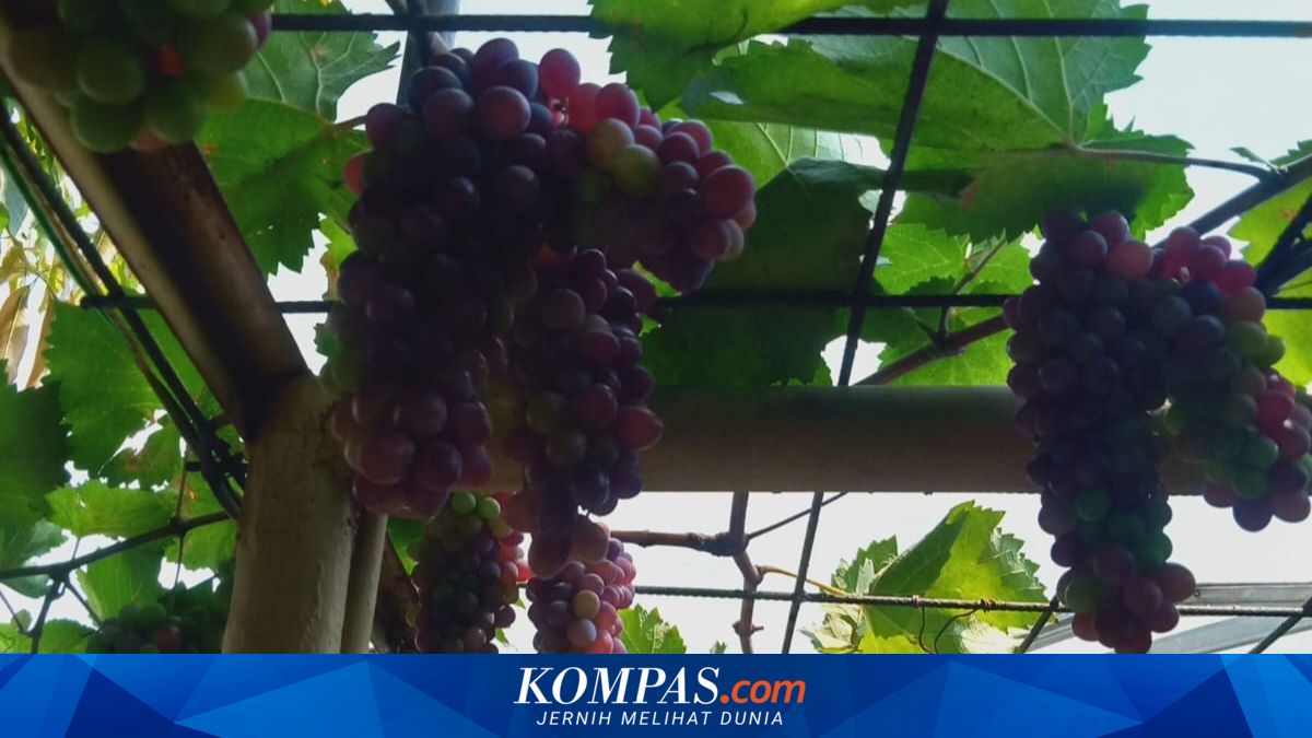 Residents of Koja, North Jakarta harvest hundreds of kilos of grapes, eroding stigma of former red-light district