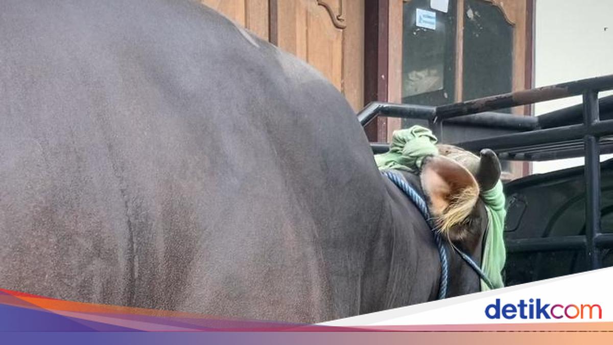 President's Sacrificial Cow's Head Covered to Prevent Rampage in Klungkung