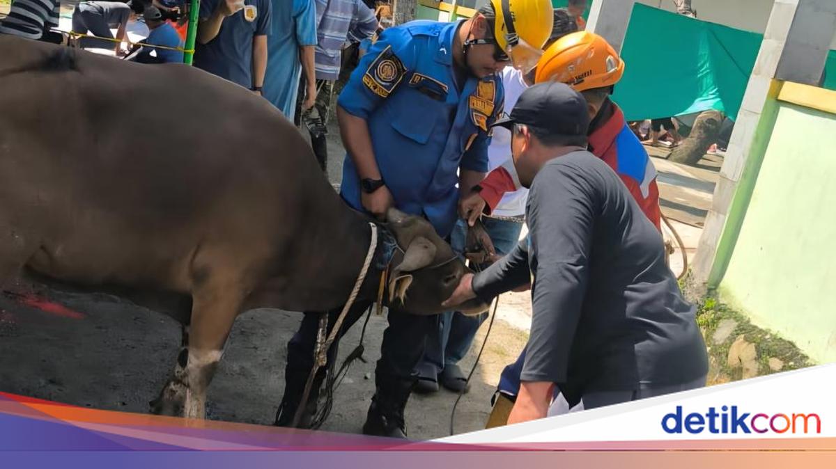Bogor Sacrificial Cow Escapes During Slaughter Attempt, Residents Call Fire Department