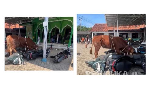 Indramayu sacrificial cow rampages and crashes into motorcycles during Idul Adha, locals panic