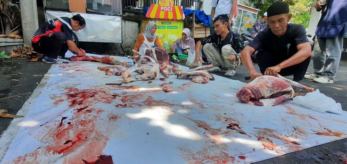Cianjur Reports 8,257 Sacrificial Animals, DPKHP Confirms Health and Slaughter Conditions