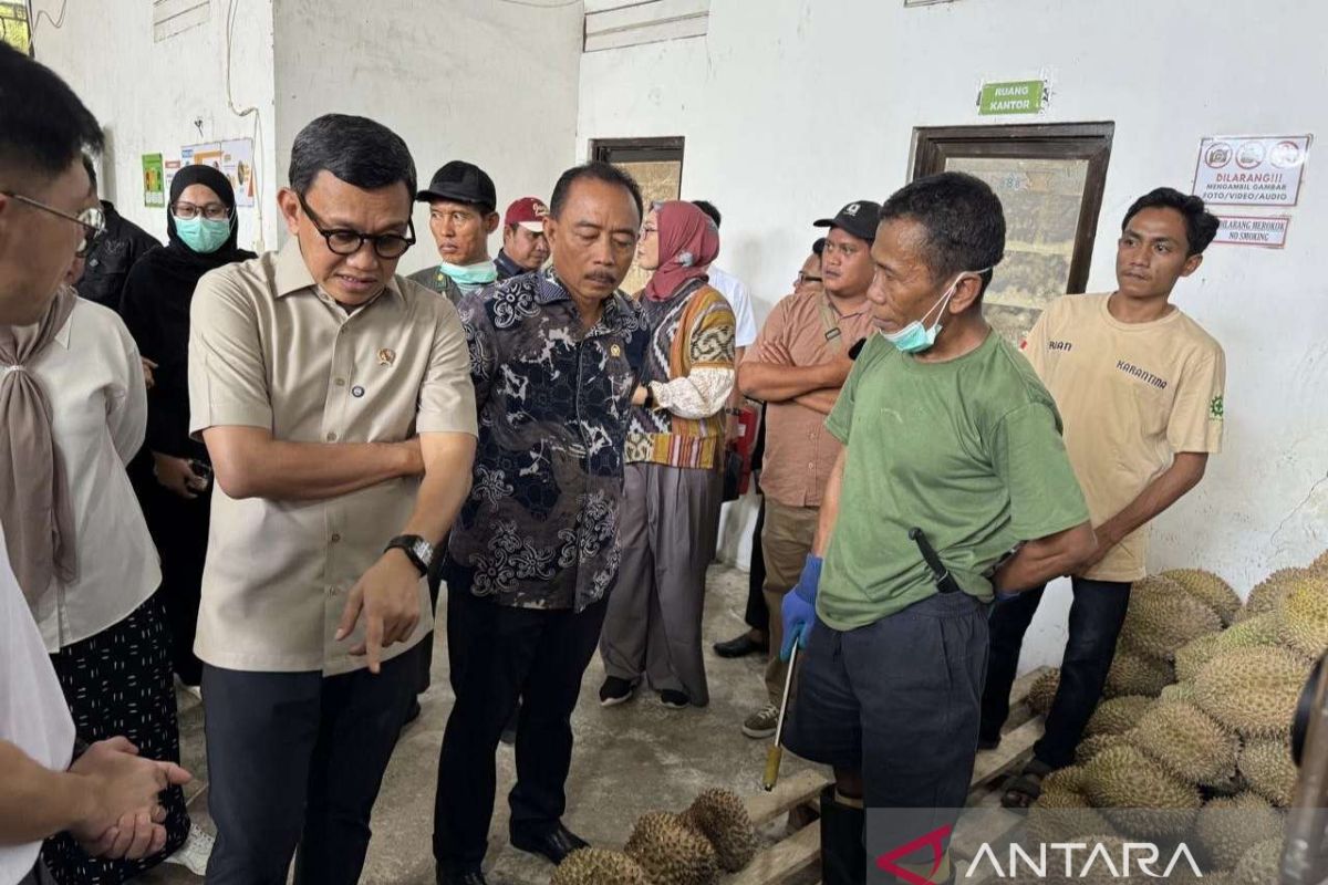 Barantin Supports Optimisation of Durian Export Quality in Parigi Moutong Regency
