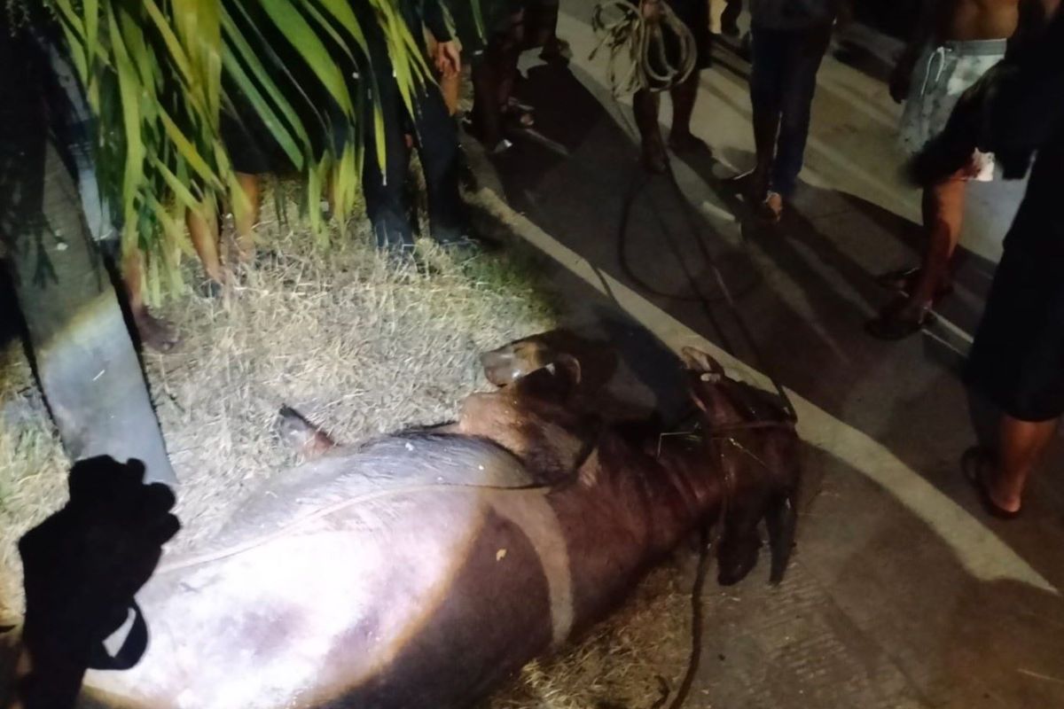Police put down two water buffaloes in Kudus following public safety threat