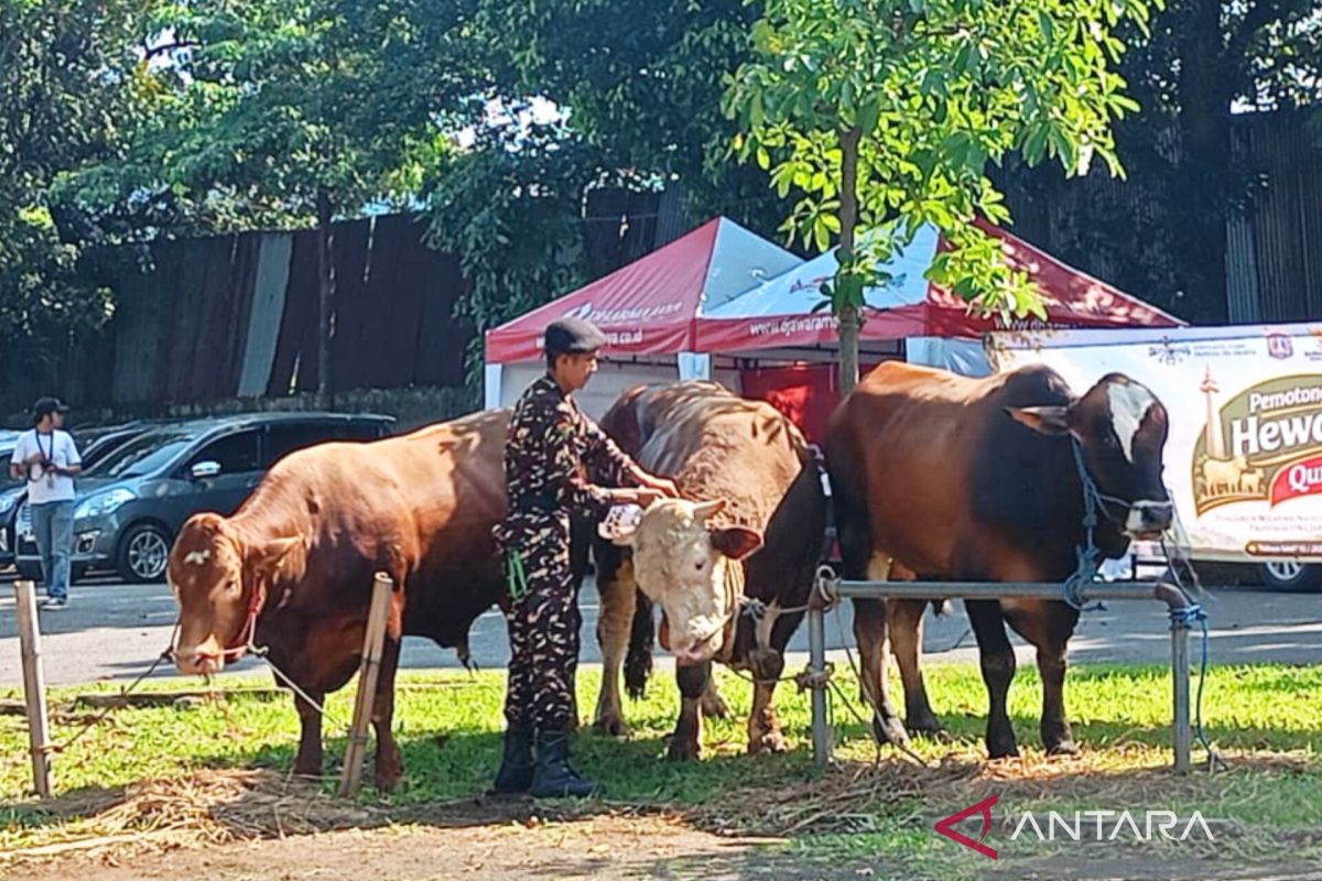 PWNU DKI receives 800kg sacrificial cow from President Prabowo