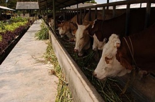 GEM’s Qurban Programme Distributed to Bahodopi Residents in Morowali