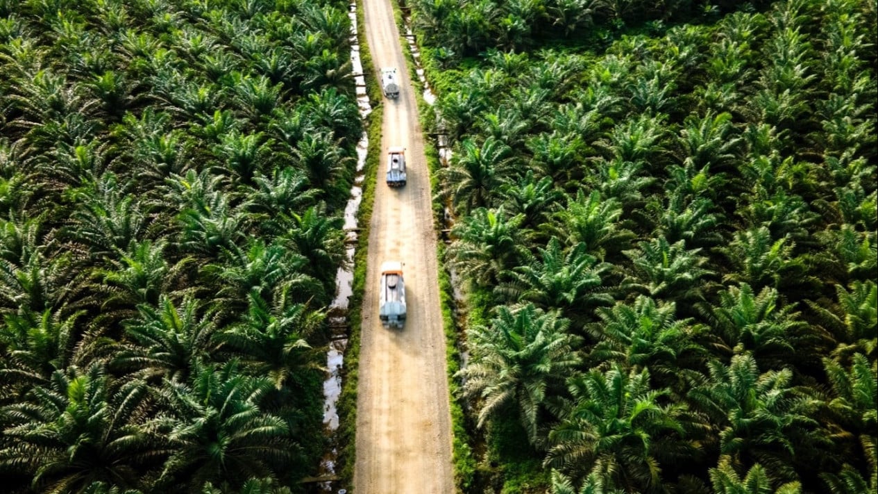 5 Reasons Indonesia's Palm Oil Industry Must Urgently Adopt IoT and AI Technologies