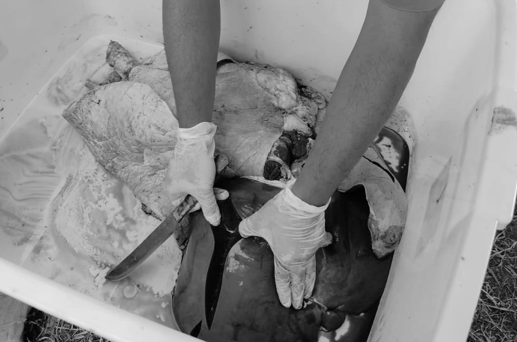 Karanganyar Medical Team Discovers Liver Fluke in Sacrificial Cattle in Matesih