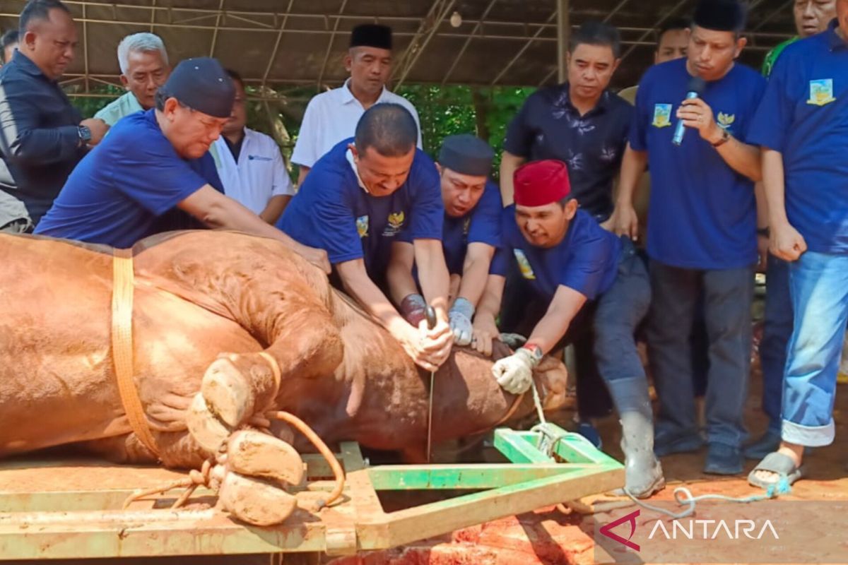 South Jakarta City Government receives 1.1-ton Limousin cow from President Prabowo Subianto