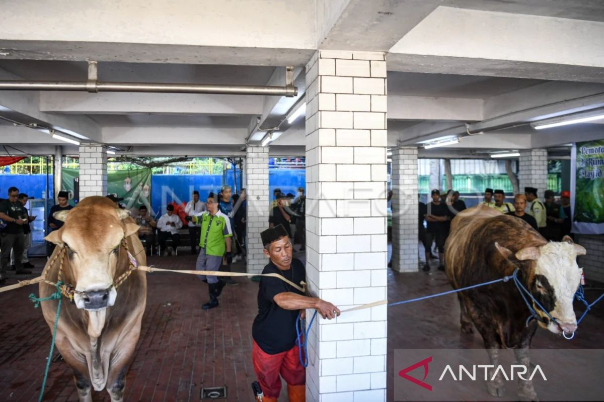 Istiqlal Mosque Eid al-Adha meat distributed in 10,728 one-kilogram portions