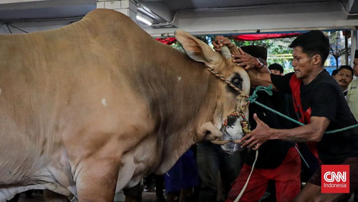 Why Istiqlal Is No Longer Distributing Qurban Meat Directly This Year?