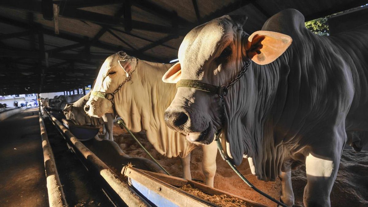 466 Bantul Sacrificial Animals Infected with Liver Fluke Safe for Consumption