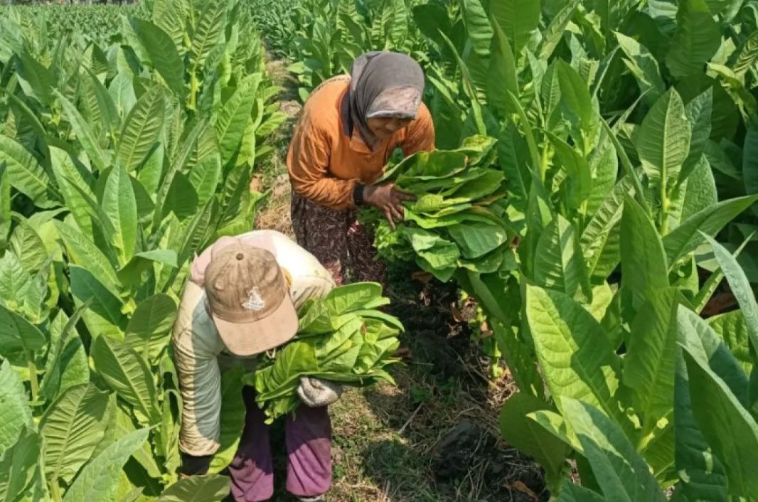 Tobacco and Clove Farmers Demand Health Ministry Review Draft Health Warnings Regulation