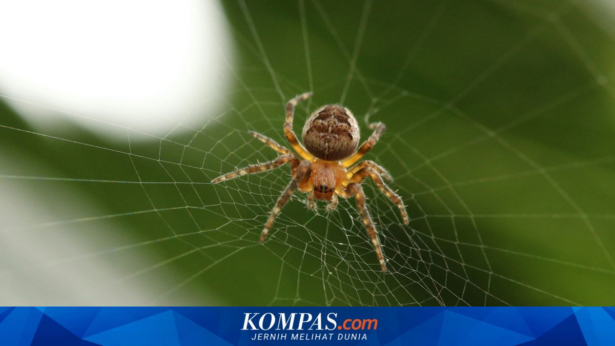 Are Spiders Insects?