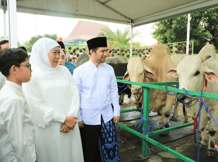 President Prabowo's Eid al-Adha Sacrificial Cow at Surabaya's Al-Akbar Mosque Sacrificed with Special Handling