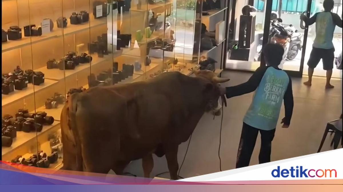 Sacrificial Cow Enters Bogor Camera Shop, Causing Panic Among Staff and Customers