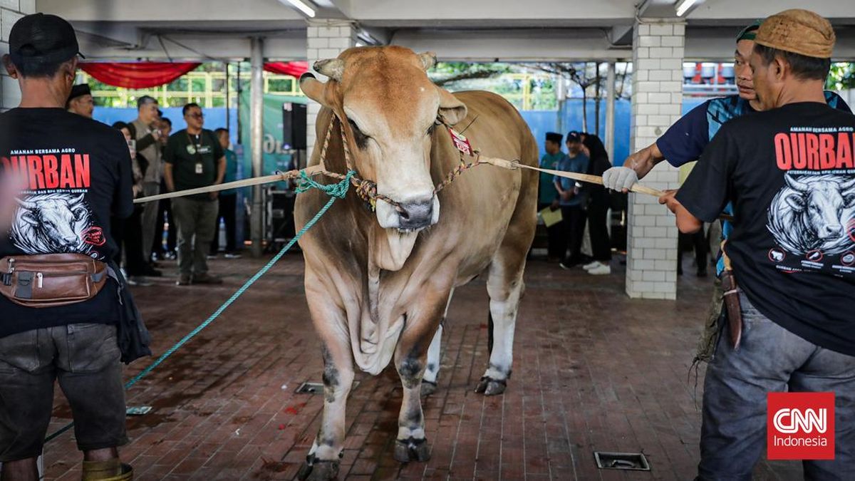 MUI: National Budget Used for Qurban Comparable to Food Assistance Programme